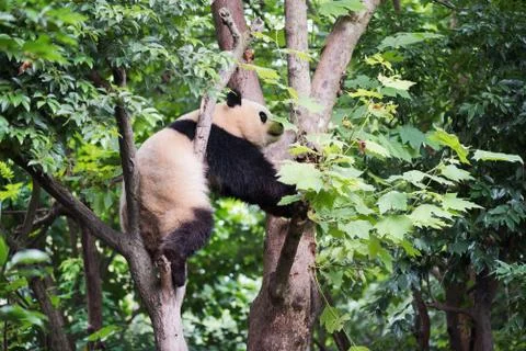 Giant panda climbing a tree Foto stock