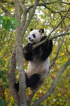A giant panda climbing in a tree Foto stock