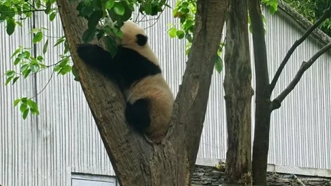 Giant Panda Climbing a Tree Trunk in Sichuan Province, China Vídeo Stock 338038976