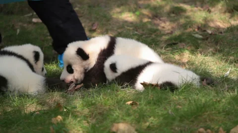 Giant Panda cub Video stock 32926739