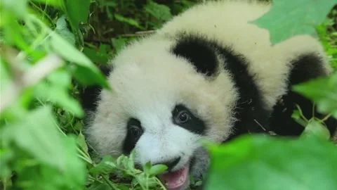 Giant Panda Cub Playfully Eating Green Leaves in Sichuan Province, China Stock-Footage 337802155