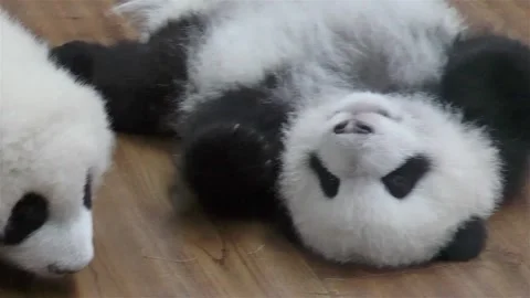 Giant panda cubs about three months of age in China snuggle up Stock Footage
