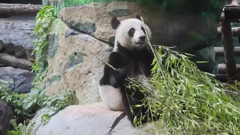 Giant panda Ding Ding celebrates ninth birthday in Russia, Moscú, RU - 30 Jul 20 Stock Footage 340903764