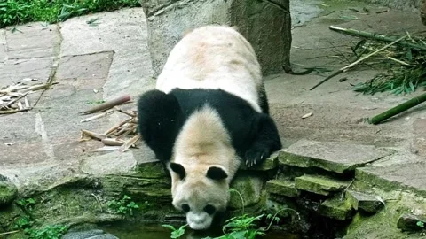 Giant Panda Drinking Fresh Water at Chengdu Research Base, Sichuan, China Video stock 338038898