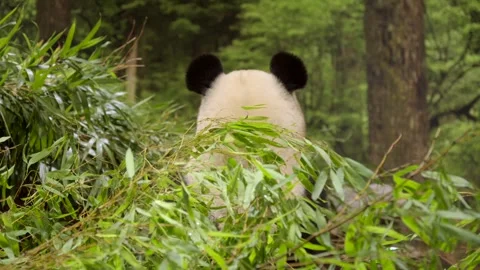 Giant Panda ears back view while eating ... | Stock Video | Pond5