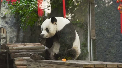 A Giant Panda is Eating an Apple at The Panda Park Stockbeeldmateriaal 84043870