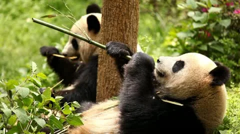 Giant panda eating bamboo Stock Footage 11015553