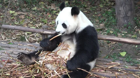 Giant Panda eating bamboo Stock Footage 39743425