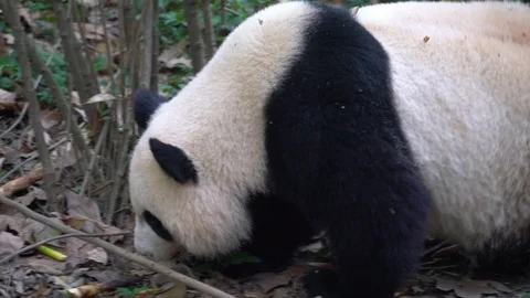 Giant Panda eating bamboo Stock Footage 88331971