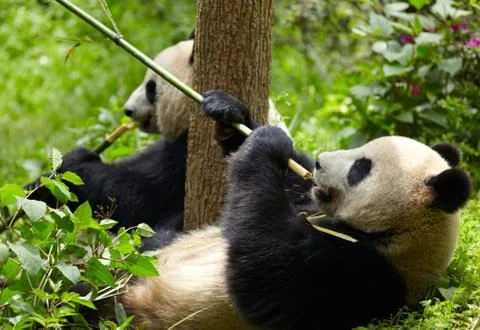 Giant panda eating bamboo Stock Photos