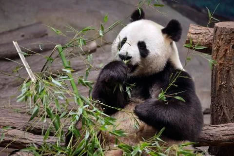 Giant panda eating bamboo Stock Photos