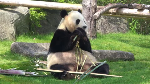 Giant Panda Eating Bamboo While Sitting. 4K  Cute Panda Bear Stock Footage 310030770