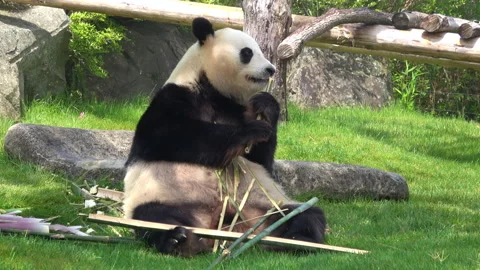 Giant Panda Eating Bamboo While Sitting. 4K  Cute Panda Bear Stock Footage 310030800