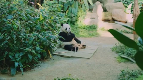 Giant panda eating bamboo while sitting on concrete in enclosure Stock Footage 339793260