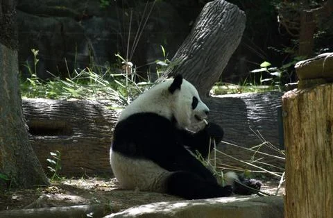 Giant panda eating bamboo while sitting in a zoo habitat Stock Photos