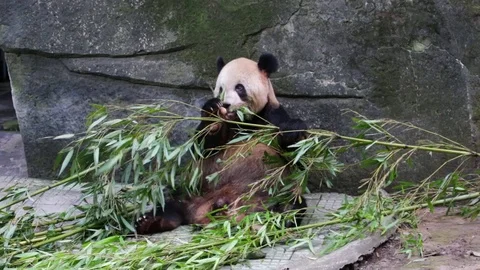 GIANT PANDA EATING CHEWING FEEDING BAMBOO Stock Footage 74548867