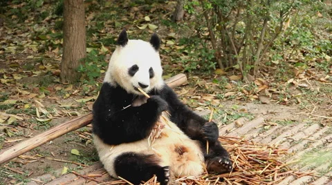 Giant panda eating, China Stock Footage 68175229