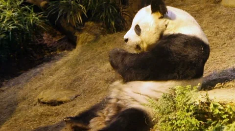 Giant panda eating Stock Footage 8685931