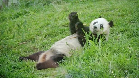 Giant panda eating Video stock 132585688
