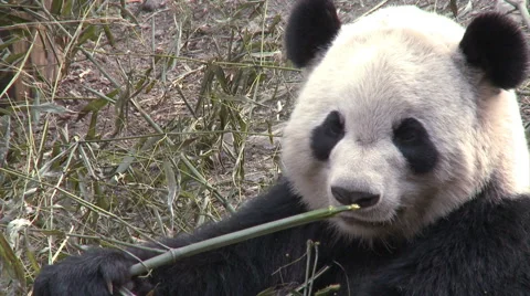 Giant panda eats bamboo, Chengdu, China Stock Footage 54237227