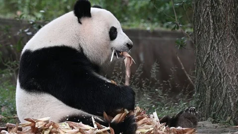 Giant panda eats bamboo Stock Footage 120234311
