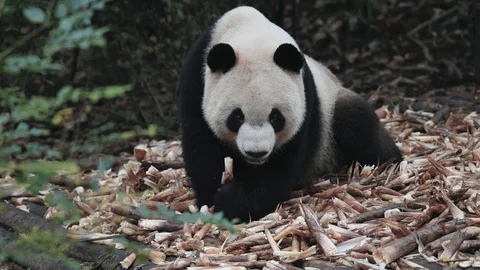 Giant panda eats bamboo Stock Footage