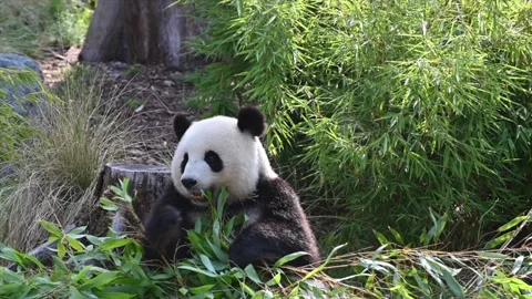 Giant panda eats bamboo Video stock 137900826