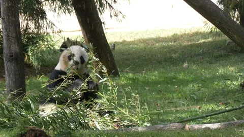 Giant panda eats bamboo1 4K Stock Footage 118017110