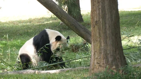 Giant panda eats bamboo2 4K Stock Footage 118017128