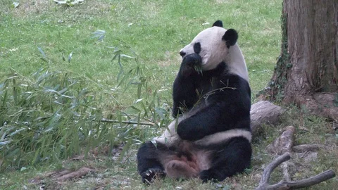 Giant panda eats bamboo2 4K Stock-Footage 118724962