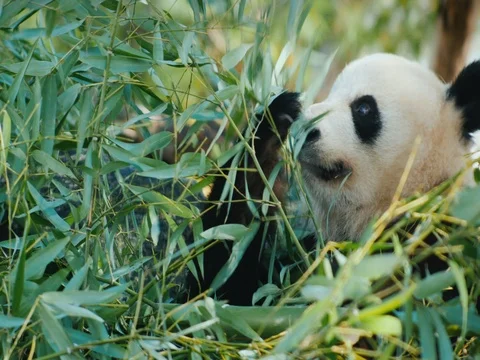 Giant panda eats in the green branches of a tree Stockbeeldmateriaal 83613613
