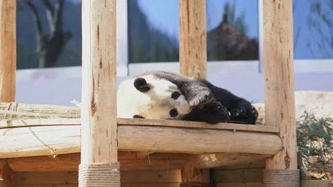 Giant Panda Enjoying Bamboo Snack Stock Footage 324630153