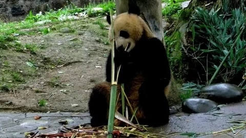 Giant Panda Feasting on Bamboo and Carved Fruit at Chengdu Research Base, 動画素材 337801229