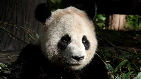 Giant Panda Stock Footage 513865