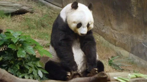 Giant panda Video stock 8685857