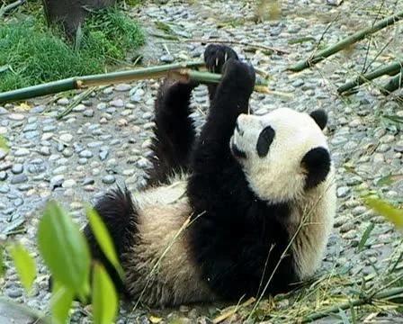 Giant Panda Stock Footage 22665056