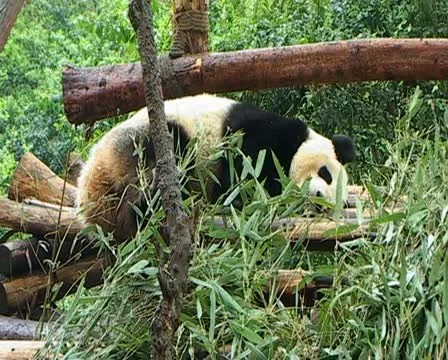 Giant Panda Stock Footage 22665064