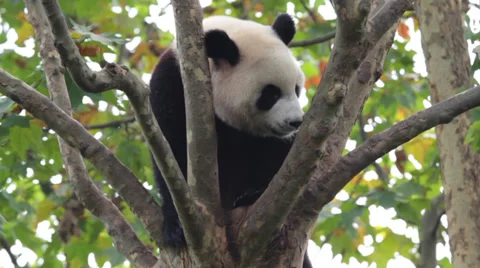 Giant Panda Stock Footage 32922582