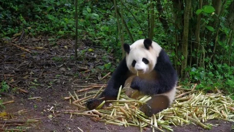 Giant Panda Stock Footage