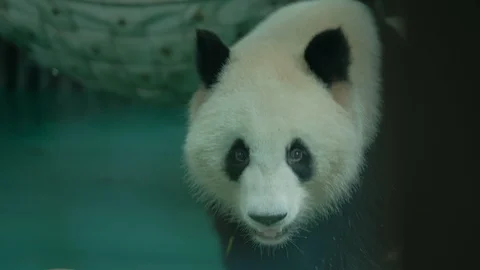 Giant panda head shot through the glass Stock Footage