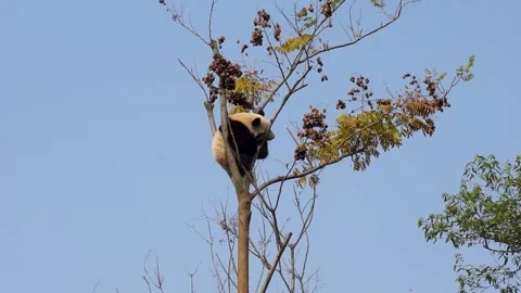 Giant panda high in tree adjusts its position on branches, settles more Vídeos de archivo 322887179