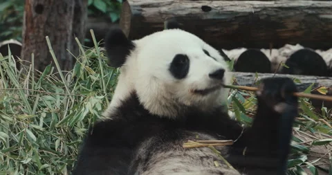 Giant panda holding bamboo inside a zoo habitat Video stock 344698465