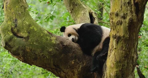 Giant panda kedou sleeping on a tree Stock Footage 320457264