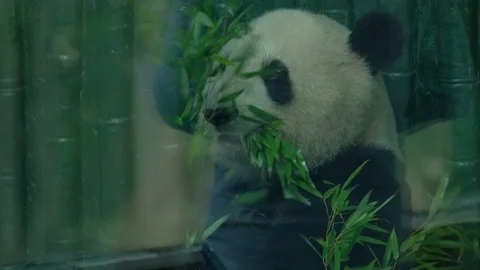 Giant panda keep stuffing bamboo into their mouths Stock Footage 113923188