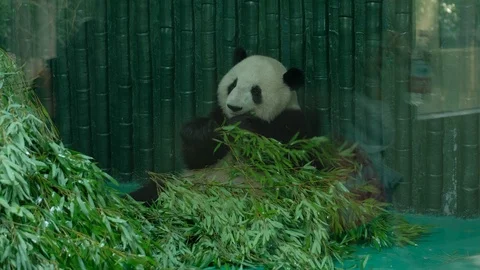 The giant panda lay down raised bamboo and stuffed it into its mouth Stock-Footage 113923388