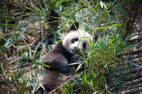 Giant panda lying down in bamboo Stock-Fotos