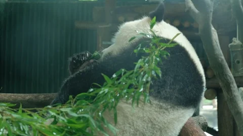 Giant panda lying down to eat lunch Stock-Footage 113923193