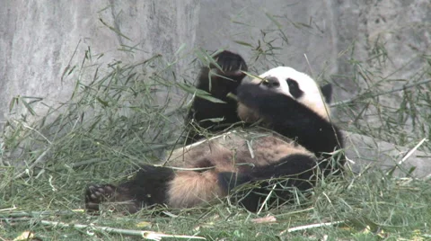 Giant panda lying down, eating bamboo, China Stock Footage 54390368