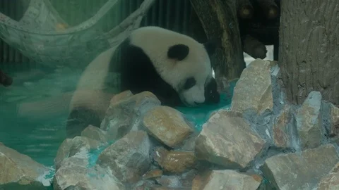Giant panda lying in front of the panda hall stone 스톡 동영상 113923204