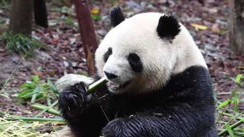 Giant Panda, mei Lan aka Rou Rou , Sitting and Eating Bamboo Stalks Stock Footage 337786696